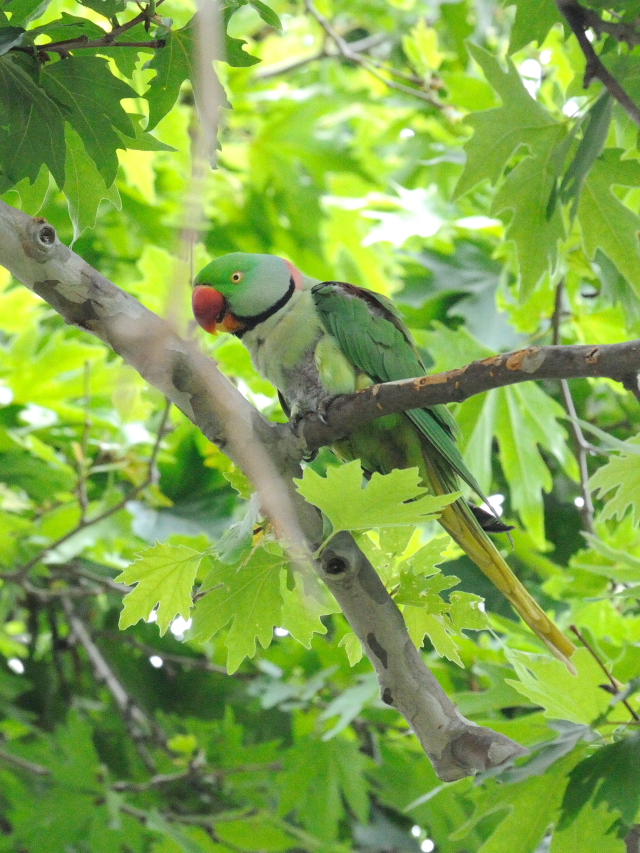 オオホンセイインコ　成鳥　（１０態-3）　トプカプ宮殿公園　イスタンブール　トルコ　Topkapi Palace Park, Istanbul, Turkey　2015/06/03　Photo by Kohyuh