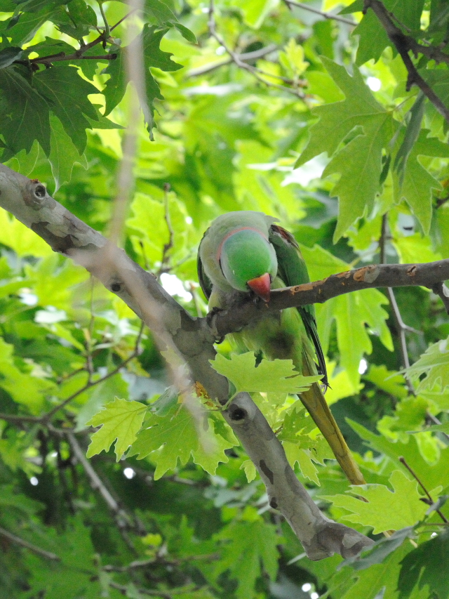 オオホンセイインコ　成鳥　（１０態-4）　トプカプ宮殿公園　イスタンブール　トルコ　Topkapi Palace Park, Istanbul, Turkey　2015/06/03　Photo by Kohyuh