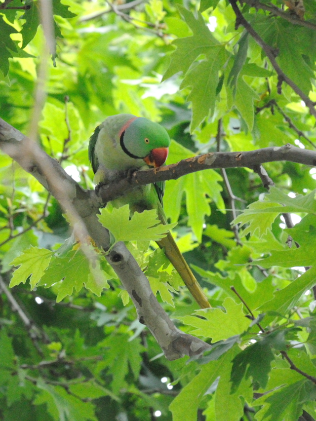 オオホンセイインコ　成鳥　（１０態-5）　トプカプ宮殿公園　イスタンブール　トルコ　Topkapi Palace Park, Istanbul, Turkey　2015/06/03　Photo by Kohyuh