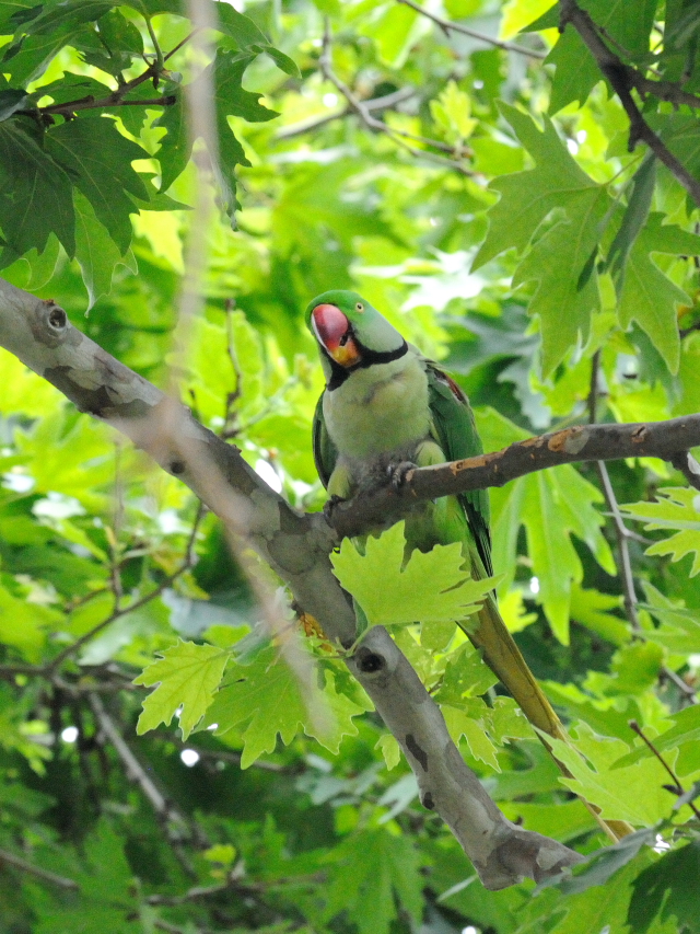 オオホンセイインコ　成鳥　（１０態-6）　トプカプ宮殿公園　イスタンブール　トルコ　Topkapi Palace Park, Istanbul, Turkey　2015/06/03　Photo by Kohyuh