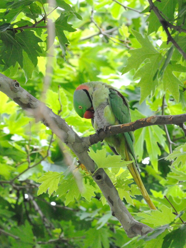 オオホンセイインコ　成鳥　（１０態-7）　トプカプ宮殿公園　イスタンブール　トルコ　Topkapi Palace Park, Istanbul, Turkey　2015/06/03　Photo by Kohyuh