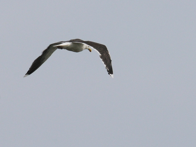 ① オオカモメ 　成鳥　夏羽　ニューヨーク　米国　Newyork, America　2013/05/11　Photo by Kohyuh