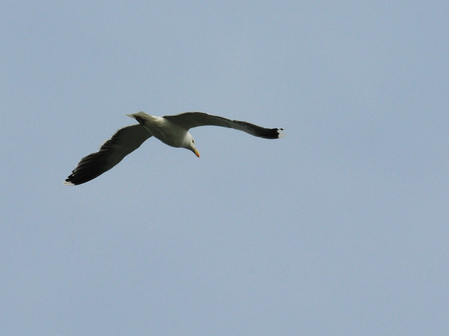 ② オオカモメ 　成鳥　夏羽　ニューヨーク　米国　Newyork, America　2013/05/11　Photo by Kohyuh