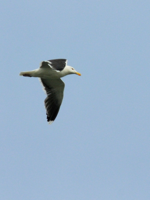 ③ オオカモメ 　成鳥　夏羽　ニューヨーク　米国　Newyork, America　2013/05/11　Photo by Kohyuh