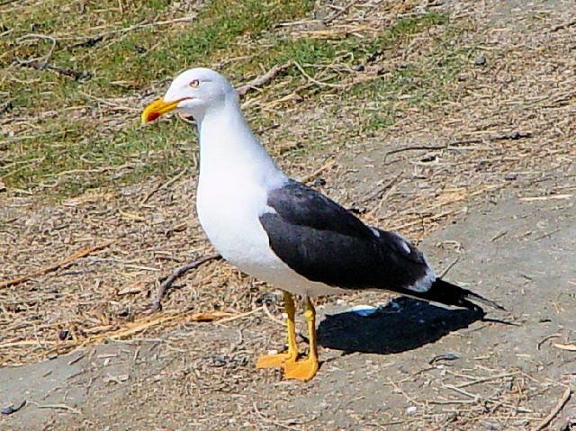 @ IIJ@@@ETE~bVF@tX@Mont St-Michel, France@2004/04/24@Photo by Kohyuh