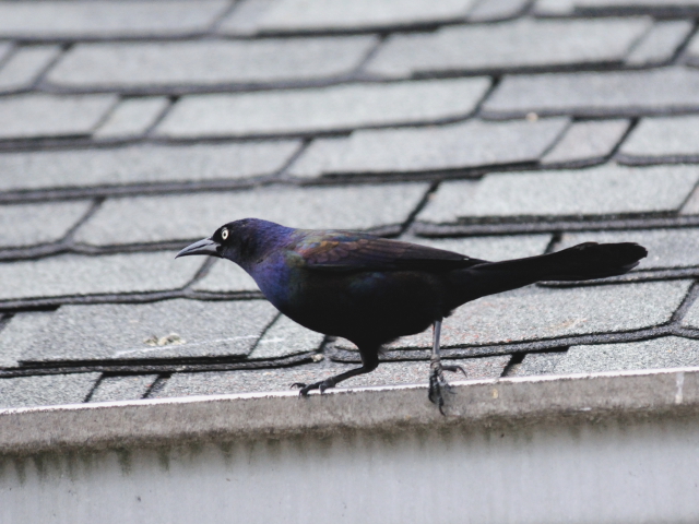 ① オオクロムクドリモドキ　成鳥　ガス・エドソン公園　スタンフォード　コネチカット州　米国　Gus Edoson Park, Stamford, CT, America　2013/05/14　Photo by Kohyuh