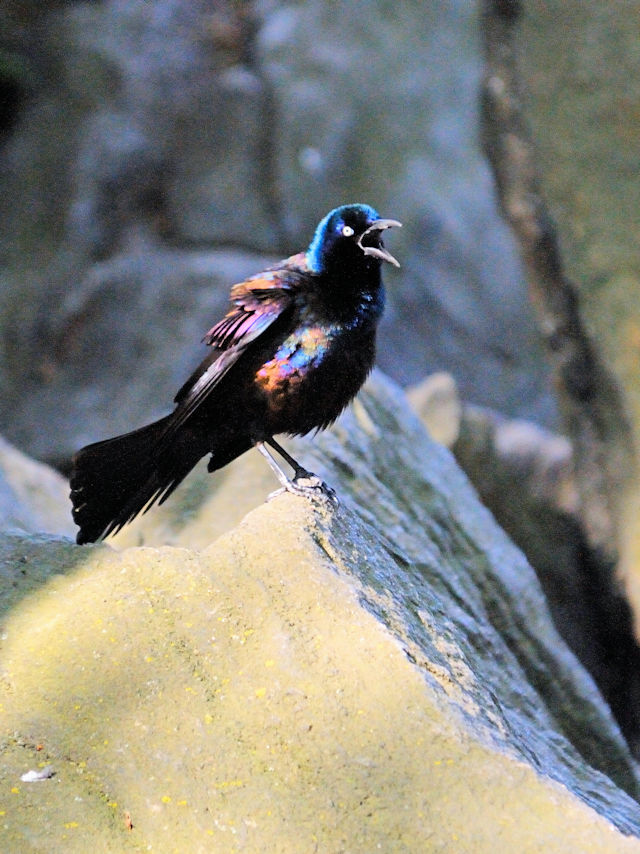 オオクロムクドリモドキ　成鳥　セントラルパーク　ニューヨーク　米国　Central park, Newyork, NY, America　2013/05/13　Photo by Kohyuh