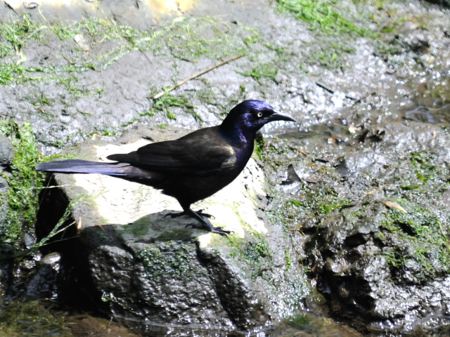 ② オオクロムクドリモドキ　成鳥　ガス・エドソン公園　スタンフォード　コネチカット州　米国　Gus Edoson Park, Stamford, CT, America　2013/05/14　Photo by Kohyuh