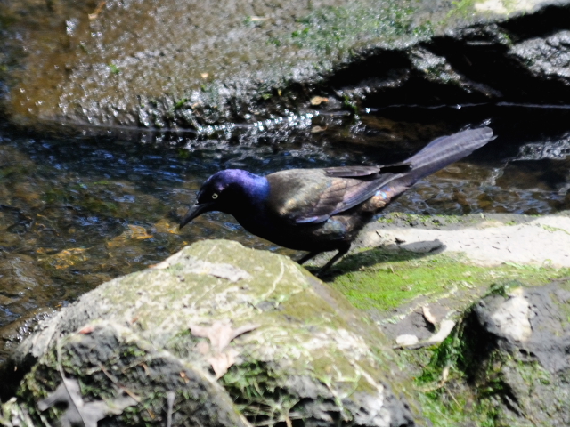 ③ オオクロムクドリモドキ　成鳥　ガス・エドソン公園　スタンフォード　コネチカット州　米国　Gus Edoson Park, Stamford, CT, America　2013/05/14　Photo by Kohyuh