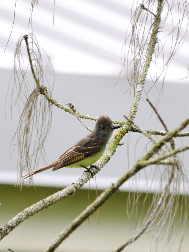 オオヒタキモドキ （６態-1）　マイアミ近郊　フロリダ　米国　near by Miami, Florida, USA　2013/06/05　Photo by Kohyuh