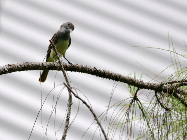 オオヒタキモドキ （６態-2）　マイアミ近郊　フロリダ　米国　near by Miami, Florida, USA　2013/06/05　Photo by Kohyuh