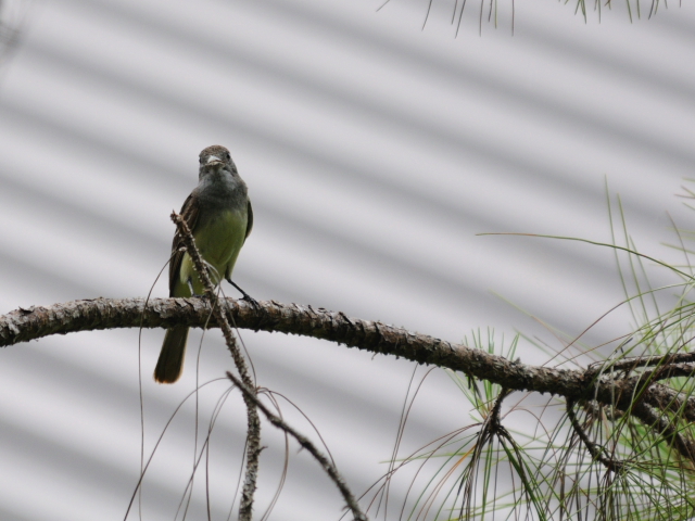 オオヒタキモドキ （６態-3）　マイアミ近郊　フロリダ　米国　near by Miami, Florida, USA　2013/06/05　Photo by Kohyuh