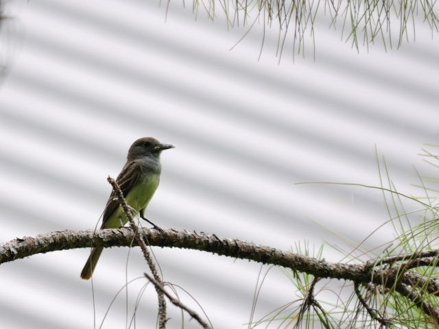 オオヒタキモドキ （６態-4）　マイアミ近郊　フロリダ　米国　near by Miami, Florida, USA　2013/06/05　Photo by Kohyuh