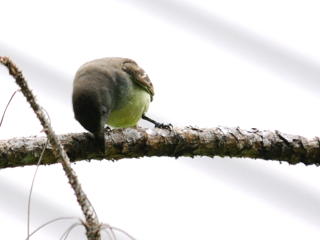 オオヒタキモドキ （６態-5）　マイアミ近郊　フロリダ　米国　near by Miami, Florida, USA　2013/06/05　Photo by Kohyuh