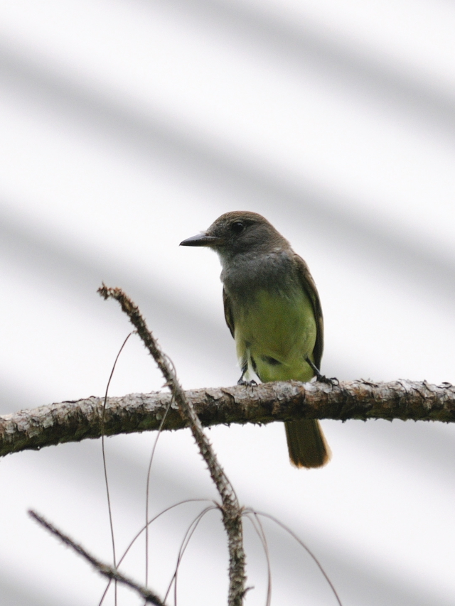 オオヒタキモドキ （６態-6）　マイアミ近郊　フロリダ　米国　near by Miami, Florida, USA　2013/06/05　Photo by Kohyuh