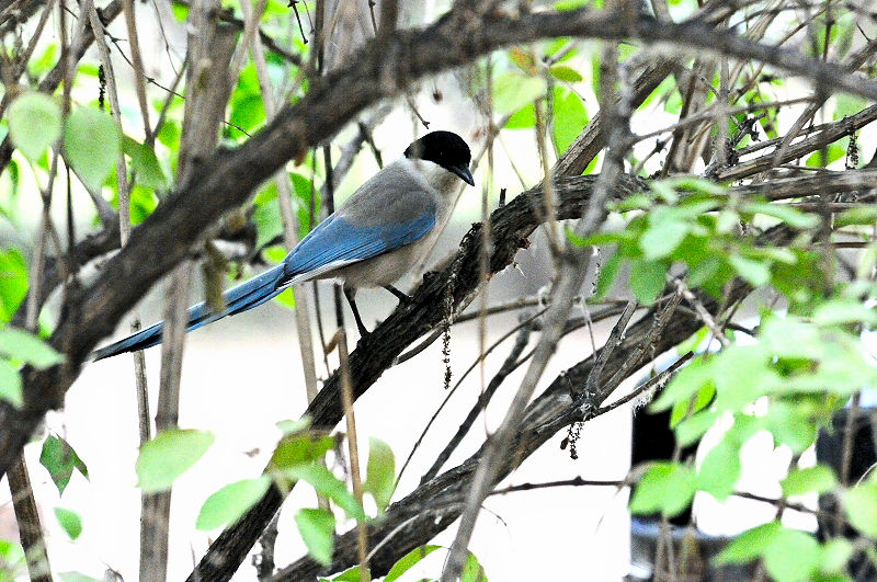 オナガ　成鳥　（３態-1）　　朝陽公園　北京　中国　2016/05/20　Photo by Kohyuh