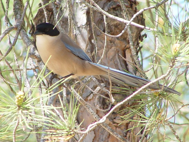 ① オナガ　成鳥　　ドニャーナ国立公園　スペイン　Donana National Park, Spain　2005/05/03　Photo by Kohyuh