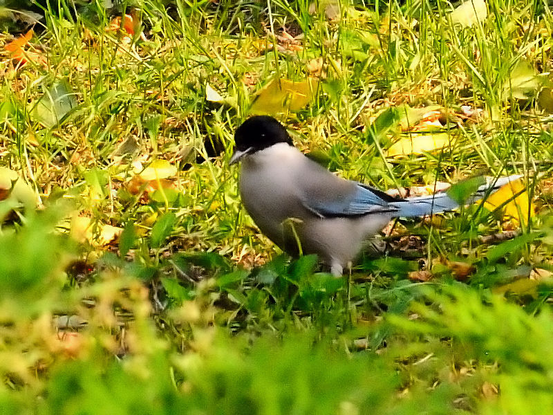 オナガ　成鳥　（３態-2）　　朝陽公園　北京　中国　2016/05/20　Photo by Kohyuh