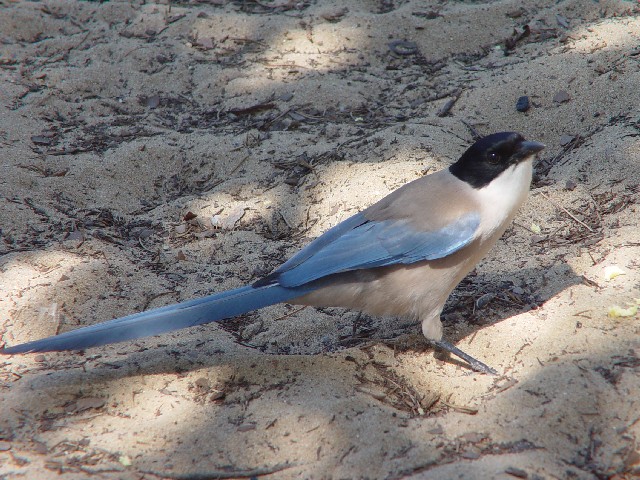 ② オナガ　成鳥　　ドニャーナ国立公園　スペイン　Donana National Park, Spain　2005/05/03　Photo by Kohyuh