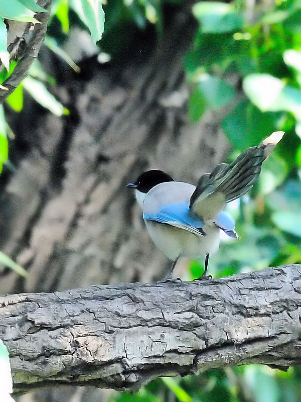 オナガ　成鳥　（３態-3）　　朝陽公園　北京　中国　2016/05/20　Photo by Kohyuh