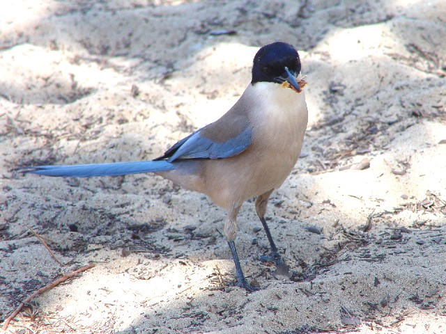 ③ オナガ　成鳥　　ドニャーナ国立公園　スペイン　Donana National Park, Spain　2005/05/03　Photo by Kohyuh