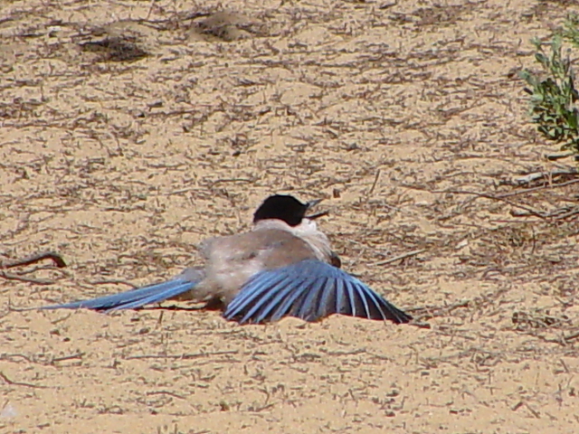 ④ オナガ　成鳥　　ドニャーナ国立公園　スペイン　Donana National Park, Spain　2005/05/03　Photo by Kohyuh