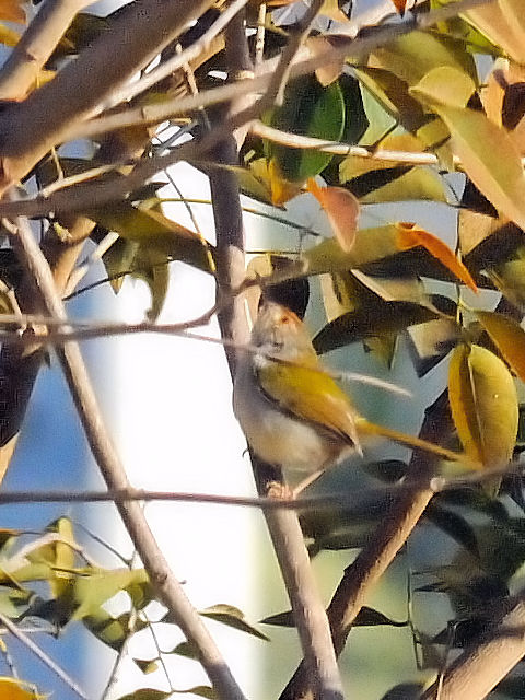 ① オナガサイホウチョウ　成鳥　カオヤイ国立公園　タイ　Khao Yai National Park, Thailand　2014/01/28　Photo by Kohyuh