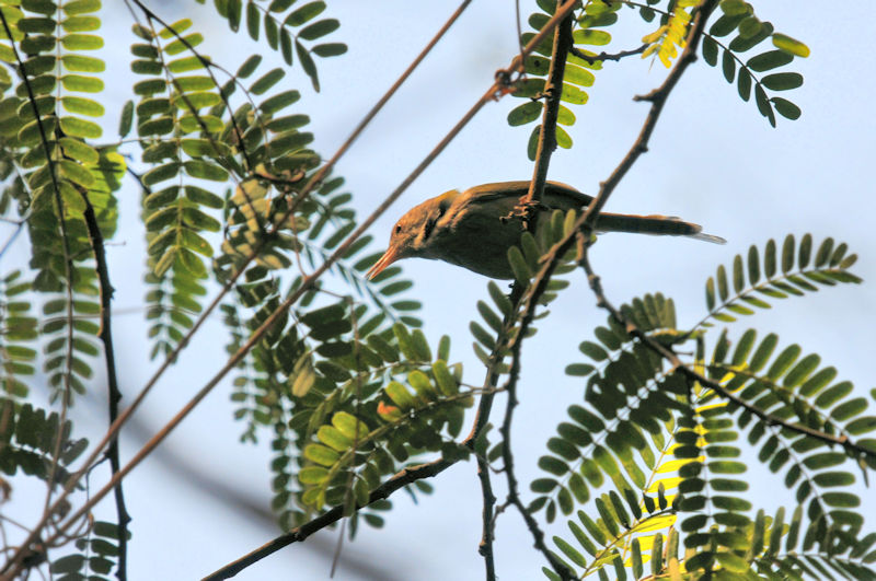 オナガサイホウチョウ　プーシーの丘　ルアンパバーン　ラオス （ラオス人民民主共和国）　Mount Phou Si, Luang Phabang, Laos (Lao People's Democratic Republic)　2020/02/15　Photo by Kohyuh