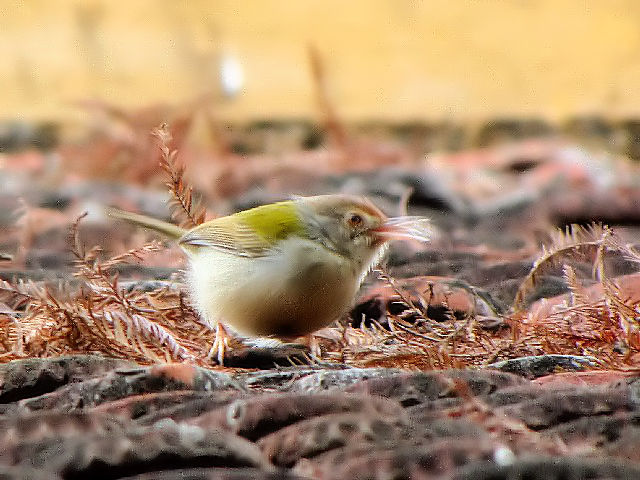 ① オナガサイホウチョウ　成鳥　タイ湖　ハノイ　ベトナム　Ho Tay, Hanoi, Vietnam　2010/01/12　Photo by Kohyuh