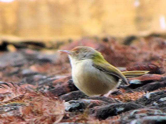 ② オナガサイホウチョウ　成鳥　タイ湖　ハノイ　ベトナム　Ho Tay, Hanoi, Vietnam　2010/01/12　Photo by Kohyuh