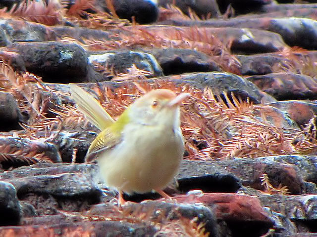 ③ オナガサイホウチョウ　成鳥　タイ湖　ハノイ　ベトナム　Ho Tay, Hanoi, Vietnam　2010/01/12　Photo by Kohyuh