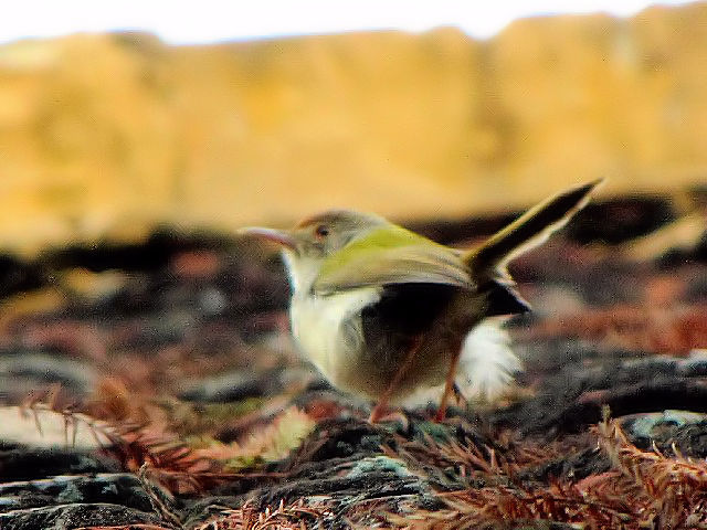 ④ オナガサイホウチョウ　成鳥　タイ湖　ハノイ　ベトナム　Ho Tay, Hanoi, Vietnam　2010/01/12　Photo by Kohyuh