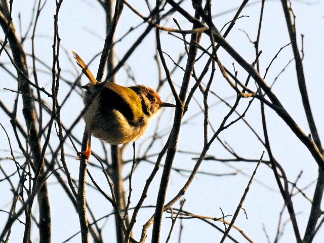 ③ オナガサイホウチョウ　成鳥　カオヤイ国立公園　タイ　Khao Yai National Park, Thailand　2014/01/28　Photo by Kohyuh