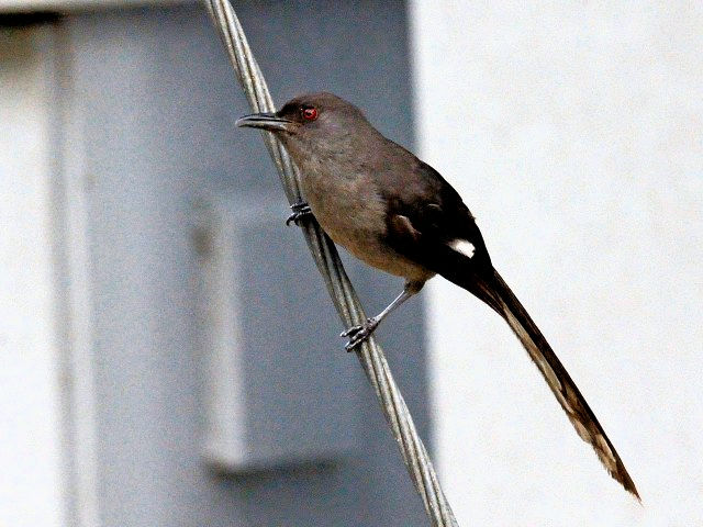 ① オナガウタイチメドリ　成鳥　フレイザーズ・ヒル　マレーシア　Fraser's Hill, Malaysia　2010/05/27　Photo by Kohyuh