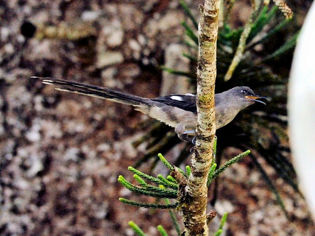 ② オナガウタイチメドリ　成鳥　フレイザーズ・ヒル　マレーシア　Fraser's Hill, Malaysia　2010/05/27　Photo by Kohyuh