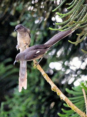 ③ オナガウタイチメドリ　成鳥　フレイザーズ・ヒル　マレーシア　Fraser's Hill, Malaysia　2010/05/27　Photo by Kohyuh