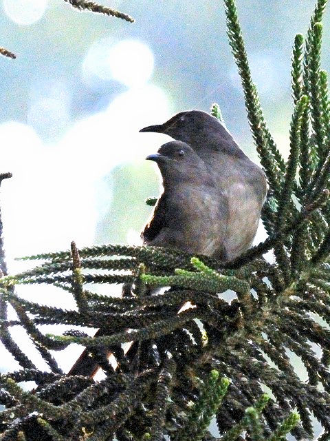 ④ オナガウタイチメドリのペア　成鳥　フレイザーズ・ヒル　マレーシア　Fraser's Hill, Malaysia　2010/05/27　Photo by Kohyuh