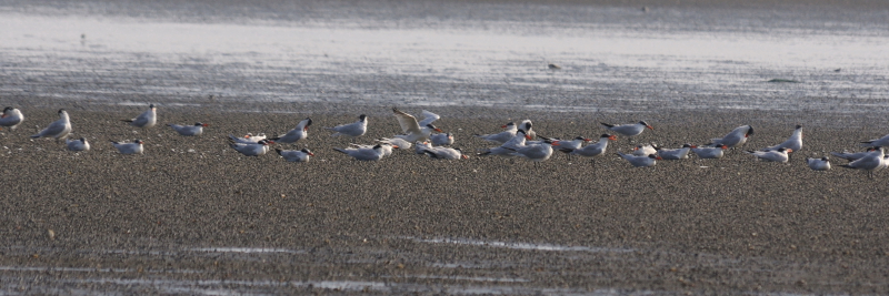 ⑤ オニアジサシ　成鳥　台南市　台湾　Tainan, Taiwan　2012/03/06　Photo by Kohyuh