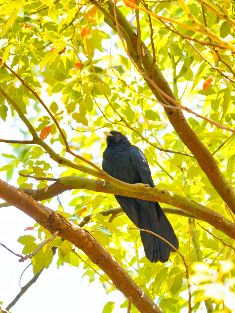 オニカッコウ♂　（２態-2）　香港公園　香港　Hong Kong Park, Hong Kong　2018/03/12　Photo by Kohyuh