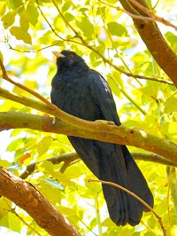 《オニカッコウ》　写真はクリックで拡大する