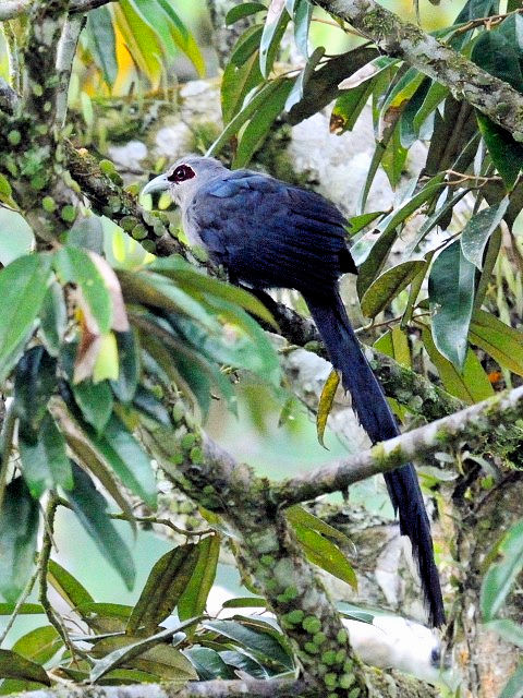 ① オニクロバンケンモドキ　成鳥　ジャンダ・バイク　マレーシア　Janda Baik, Malaysia　2010/05/26　Photo by Kohyuh