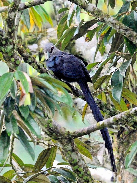 ② オニクロバンケンモドキ　成鳥　ジャンダ・バイク　マレーシア　Janda Baik, Malaysia　2010/05/26　Photo by Kohyuh