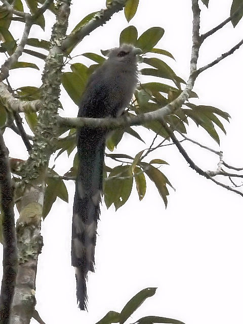 ③ オニクロバンケンモドキ　成鳥　ジャンダ・バイク　マレーシア　Janda Baik, Malaysia　2010/05/26　Photo by Kohyuh