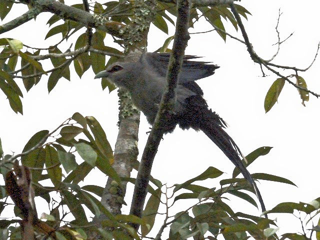 ④ オニクロバンケンモドキ　（エンジェルポーズ）　成鳥　ジャンダ・バイク　マレーシア　Janda Baik, Malaysia　2010/05/26　Photo by Kohyuh