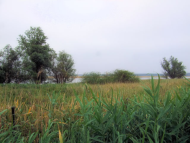 ヌマヨシキリのいた風景　オースト・バールデルス・プラッセン　東バールデルス堤防　2011/06/06　Photo by Kohyuh