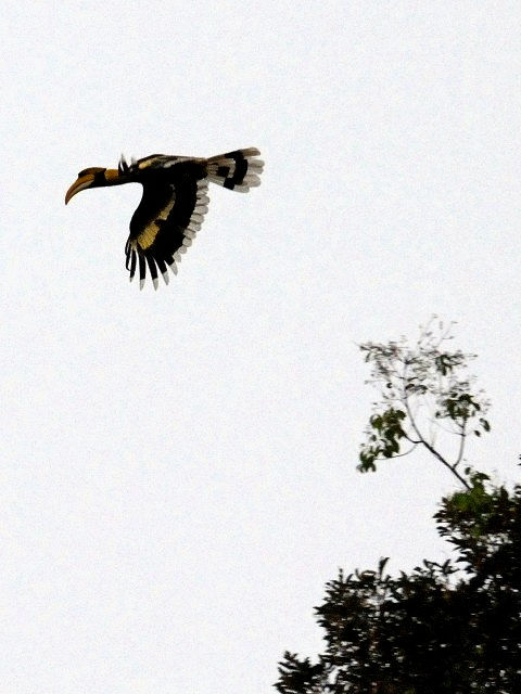 ② オオサイチョウ　成鳥　ランカウイ島　マレーシア　Pulau Langkawi, Malaysia　　2010/06/01　Photo by Kohyuh