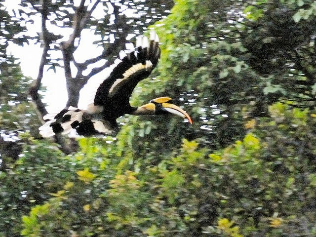 ④ オオサイチョウ　成鳥　ランカウイ島　マレーシア　Pulau Langkawi, Malaysia　　2010/06/01　Photo by Kohyuh