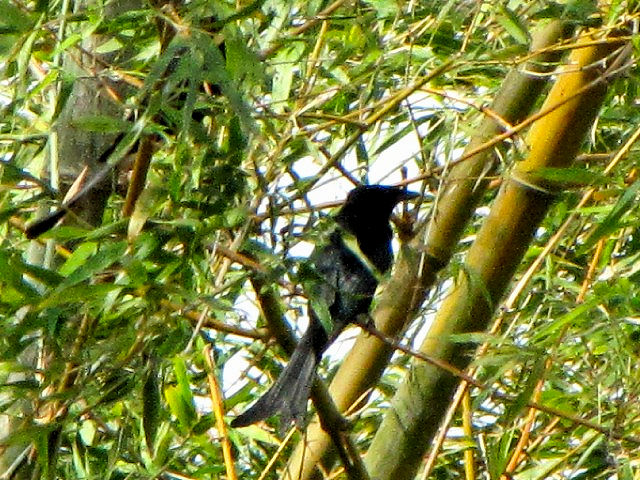 ①  オウチュウ　成鳥　　ホイアン　ベトナム　Hoi An, Vietnam　2010/01/17　Photo by Kohyuh