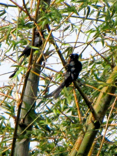 ②  オウチュウ　成鳥　　ホイアン　ベトナム　Hoi An, Vietnam　2010/01/17　Photo by Kohyuh