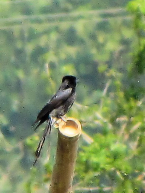 ③  オウチュウ　成鳥　　ホイアン　ベトナム　Hoi An, Vietnam　2010/01/17　Photo by Kohyuh